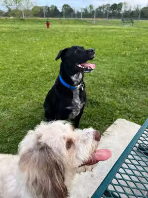 Lafitte Drive In Park - Abbeville, LA