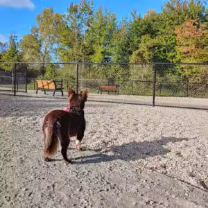 Abington Dog Park - Abington, MA