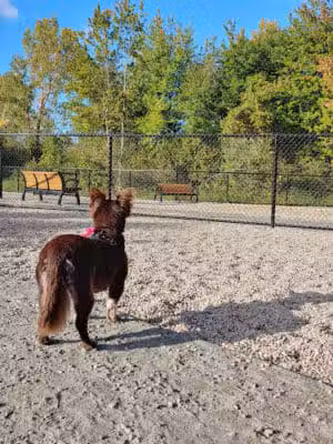 Abington Dog Park - Abington, MA