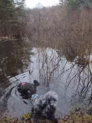 dog swimming pond - Acton, MA