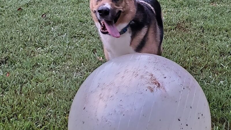 Pitner Road Dog Park - Acworth, GA