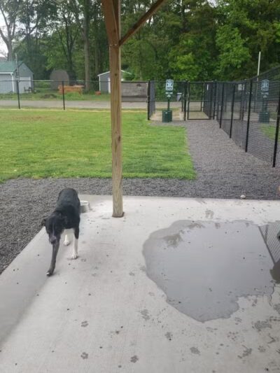 Ada Dog park - Ada,