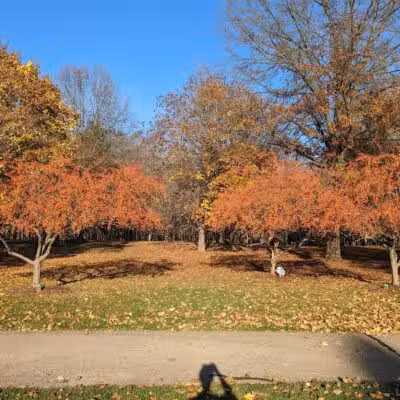 Ada Park - Ada,