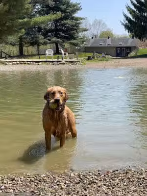 Shaggy Pines Dog Park - Ada, MI