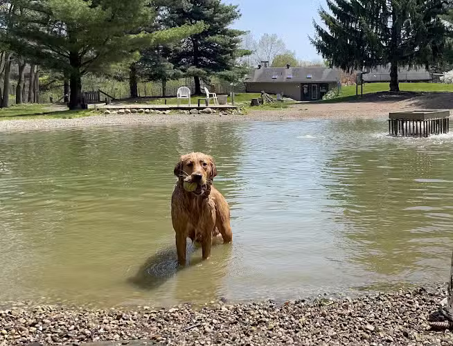 Shaggy Pines Dog Park - Ada, MI