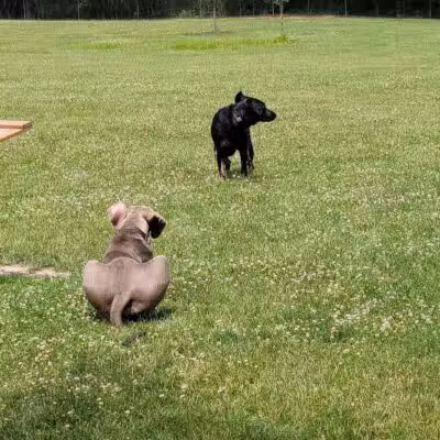 Shaggy Pines Dog Park - Ada, MI
