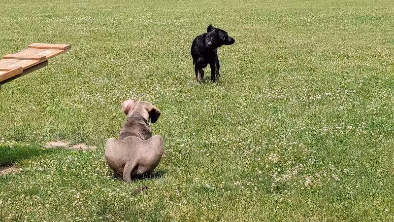 Shaggy Pines Dog Park - Ada, MI