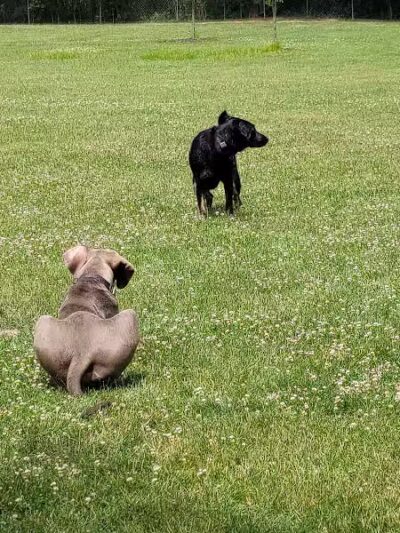Shaggy Pines Dog Park - Ada, MI