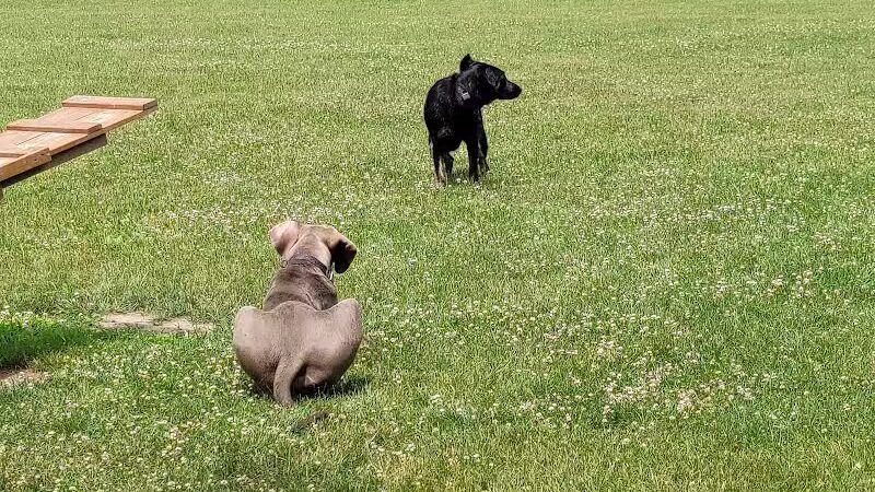 Shaggy Pines Dog Park - Ada, MI