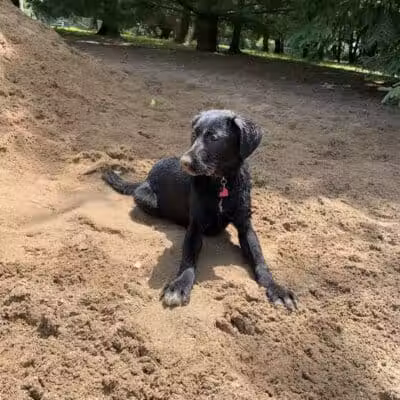 Shaggy Pines Dog Park - Ada, MI