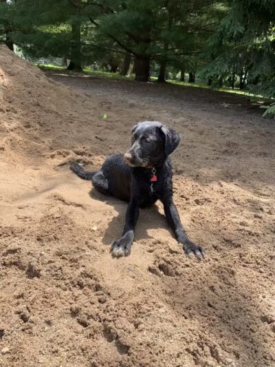 Shaggy Pines Dog Park - Ada, MI