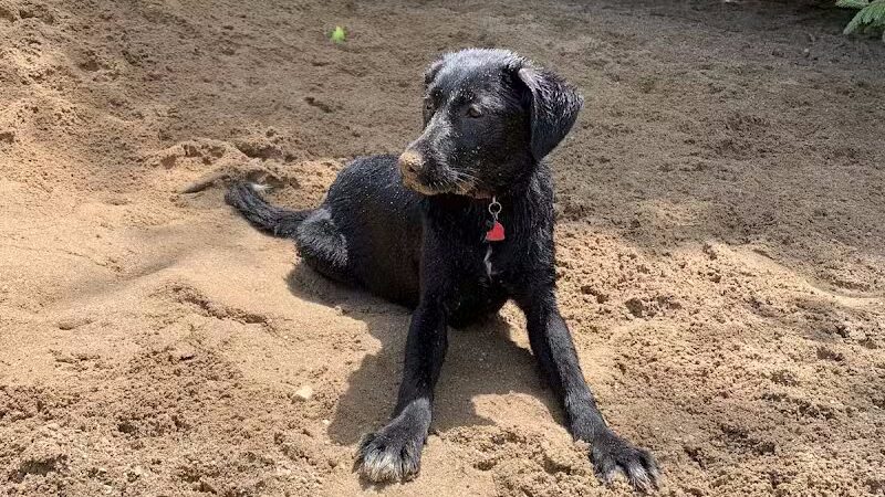 Shaggy Pines Dog Park - Ada, MI