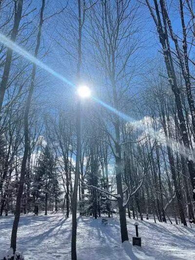 Shaggy Pines Dog Park - Ada, MI