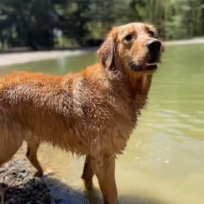 Shaggy Pines Dog Park - Ada, MI