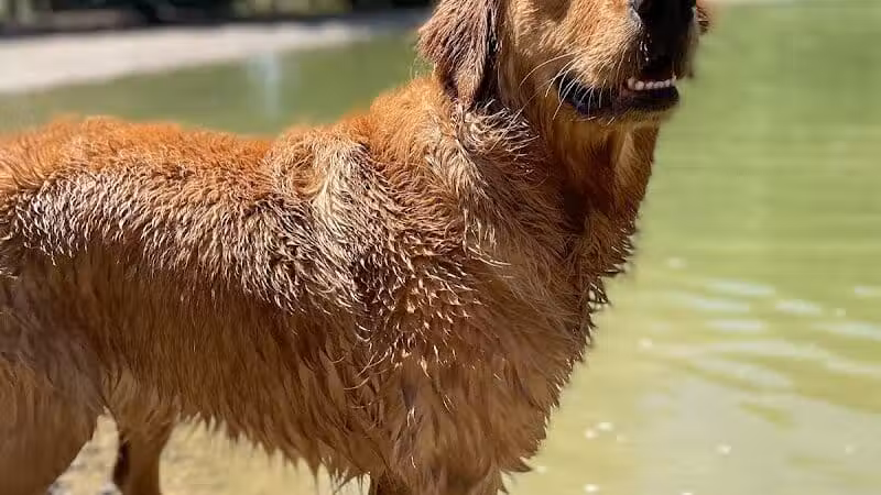 Shaggy Pines Dog Park - Ada, MI