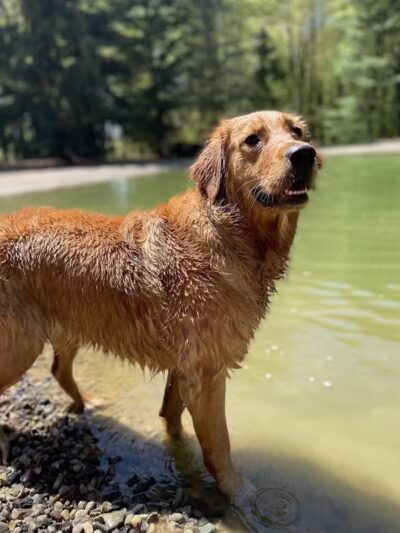 Shaggy Pines Dog Park - Ada, MI
