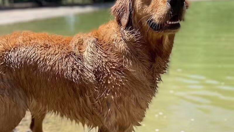 Shaggy Pines Dog Park - Ada, MI