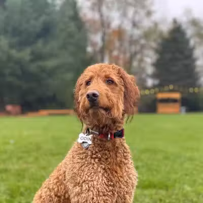 Shaggy Pines Dog Park - Ada, MI