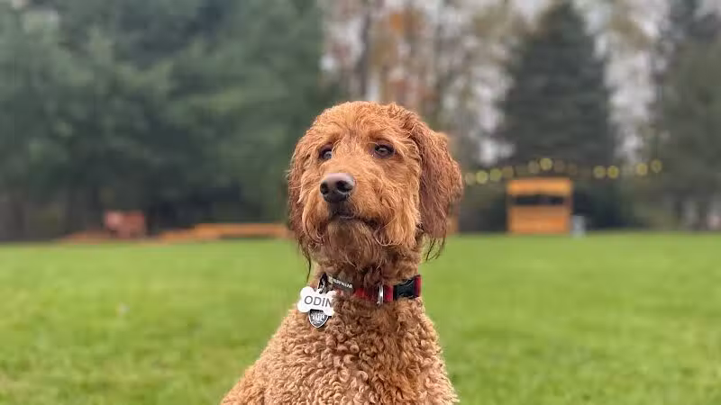Shaggy Pines Dog Park - Ada, MI