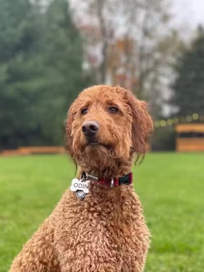 Shaggy Pines Dog Park - Ada, MI