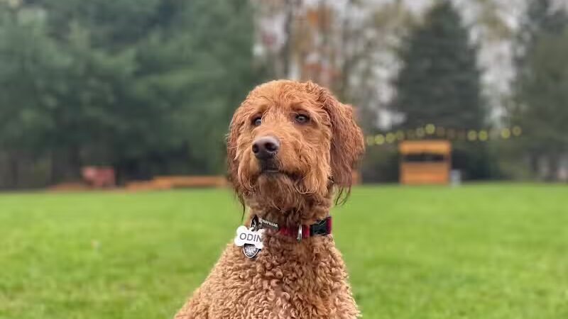 Shaggy Pines Dog Park - Ada, MI