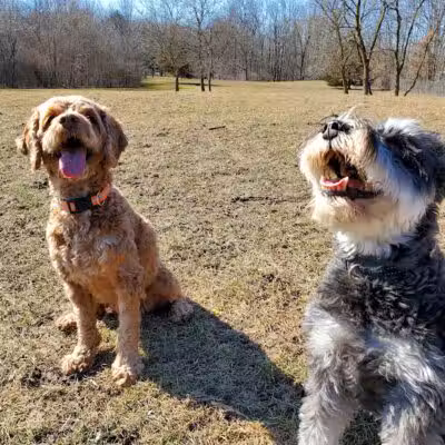 Shaggy Pines Dog Park - Ada, MI