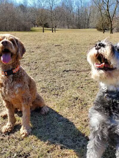 Shaggy Pines Dog Park - Ada, MI