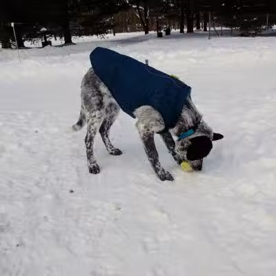 Shaggy Pines Dog Park - Ada, MI