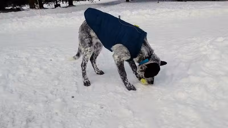 Shaggy Pines Dog Park - Ada, MI