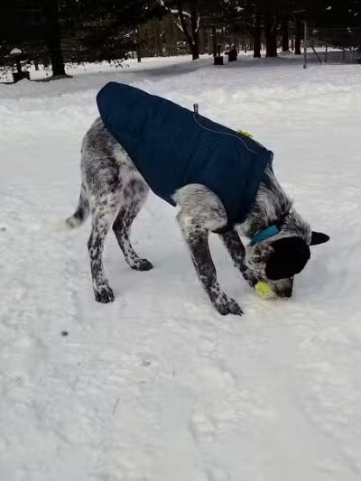 Shaggy Pines Dog Park - Ada, MI