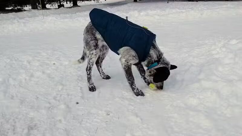 Shaggy Pines Dog Park - Ada, MI