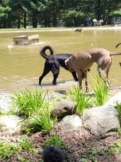 Shaggy Pines Dog Park - Ada, MI