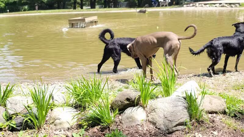 Shaggy Pines Dog Park - Ada, MI