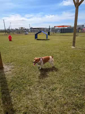 Ardy Mac's Dog Park and Kids Zone - Adel, GA