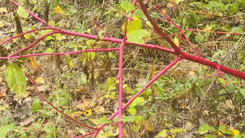 Adrian Dog Park - Adrian, MI