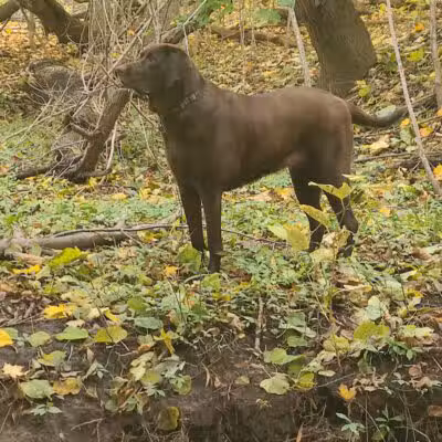 Adrian Dog Park - Adrian, MI