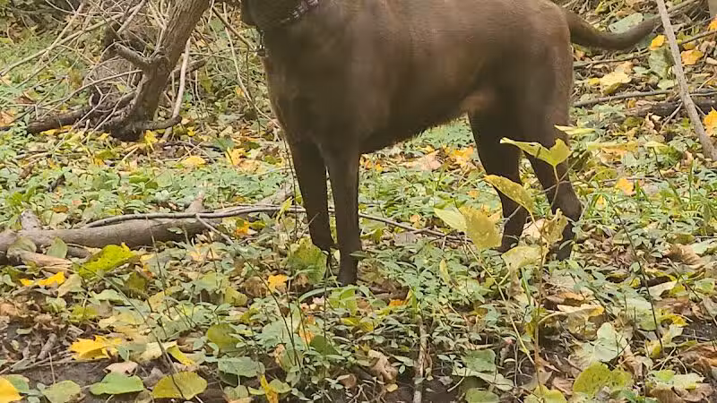 Adrian Dog Park - Adrian, MI
