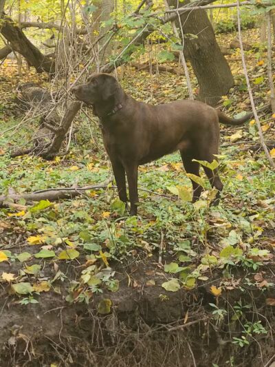 Adrian Dog Park - Adrian, MI