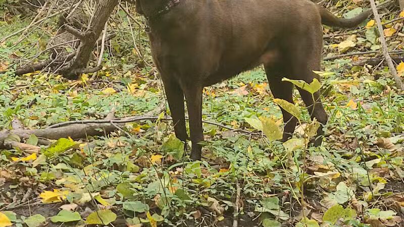 Adrian Dog Park - Adrian, MI