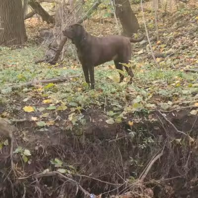 Adrian Dog Park - Adrian, MI