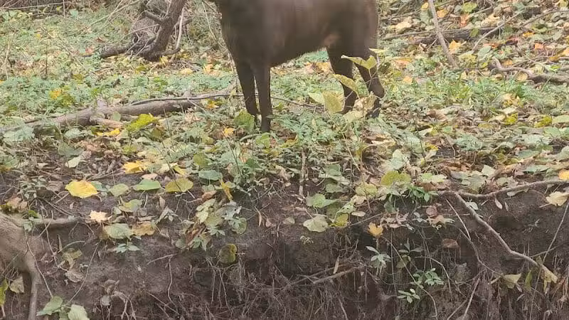 Adrian Dog Park - Adrian, MI