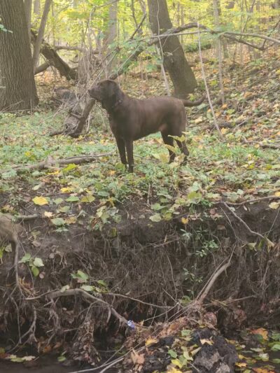 Adrian Dog Park - Adrian, MI