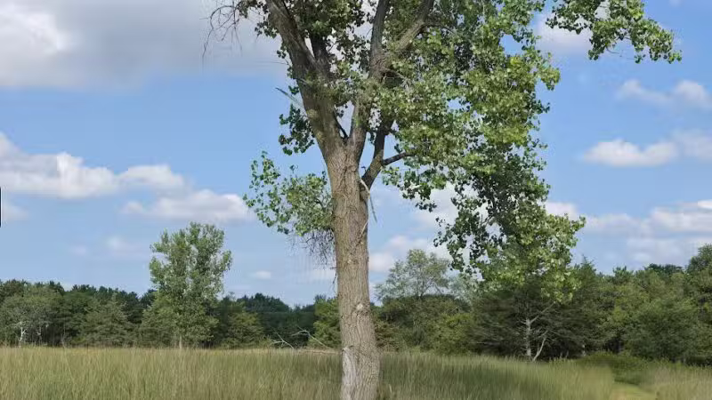 Belwin Conservancy: Stagecoach Prairie - Afton, MN
