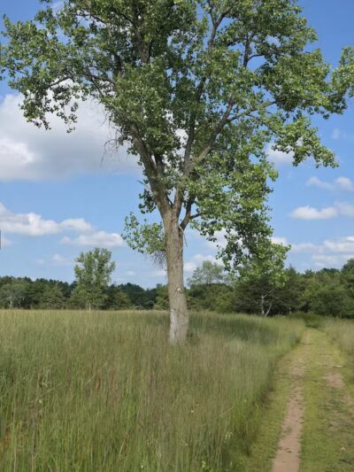 Belwin Conservancy: Stagecoach Prairie - Afton, MN