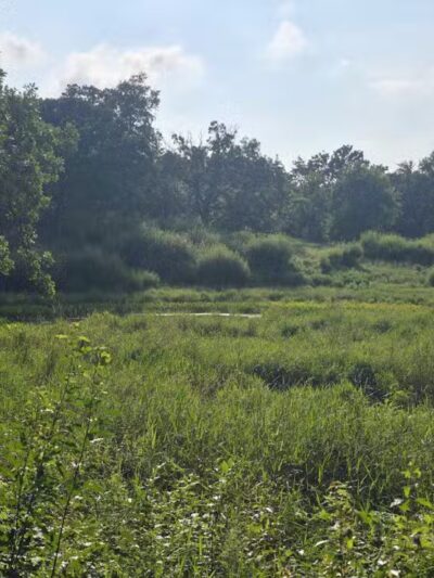 Belwin Conservancy: Stagecoach Prairie - Afton, MN