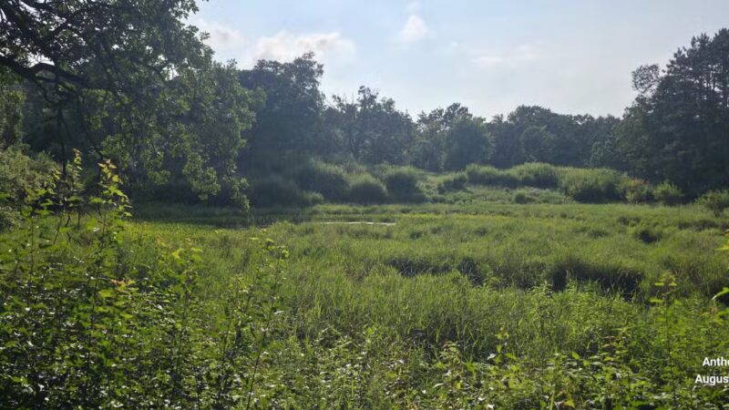 Belwin Conservancy: Stagecoach Prairie - Afton, MN
