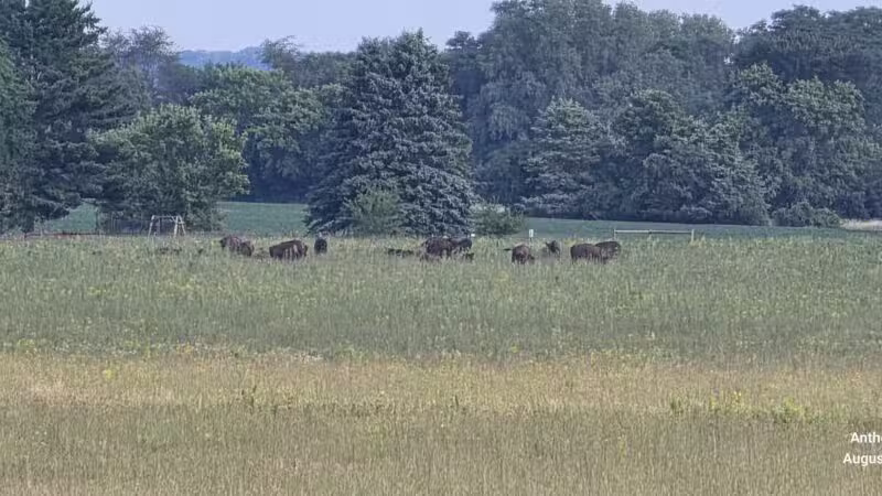 Belwin Conservancy: Stagecoach Prairie - Afton, MN