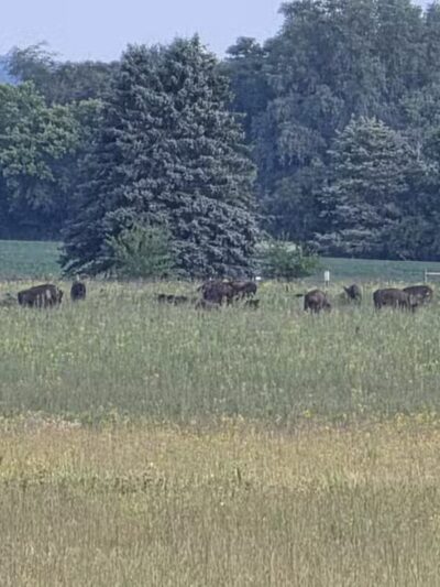 Belwin Conservancy: Stagecoach Prairie - Afton, MN