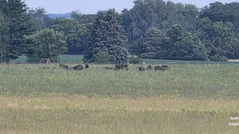 Belwin Conservancy: Stagecoach Prairie - Afton, MN