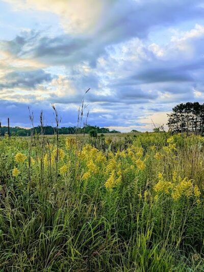Belwin Conservancy: Stagecoach Prairie - Afton, MN